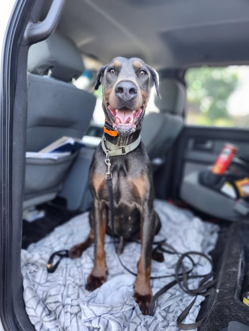 ROSCOE - Doberman Pinscher for adoption in Minneapolis