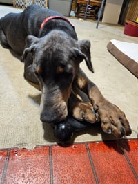 Roscoe - Photo 7