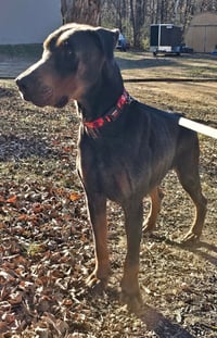 Roscoe - Photo 10