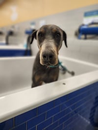 Roscoe - Photo 4
