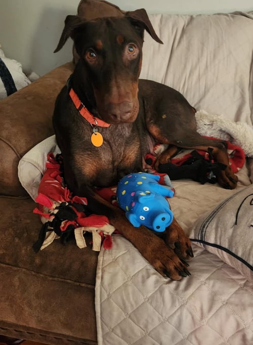 FREYA - Doberman Pinscher for adoption in Minneapolis
