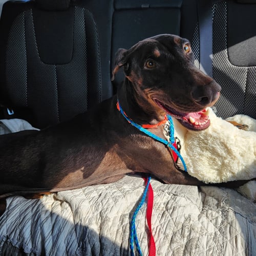 FREYA - Doberman Pinscher available for adoption
