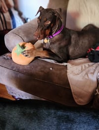 Freya - Photo 3