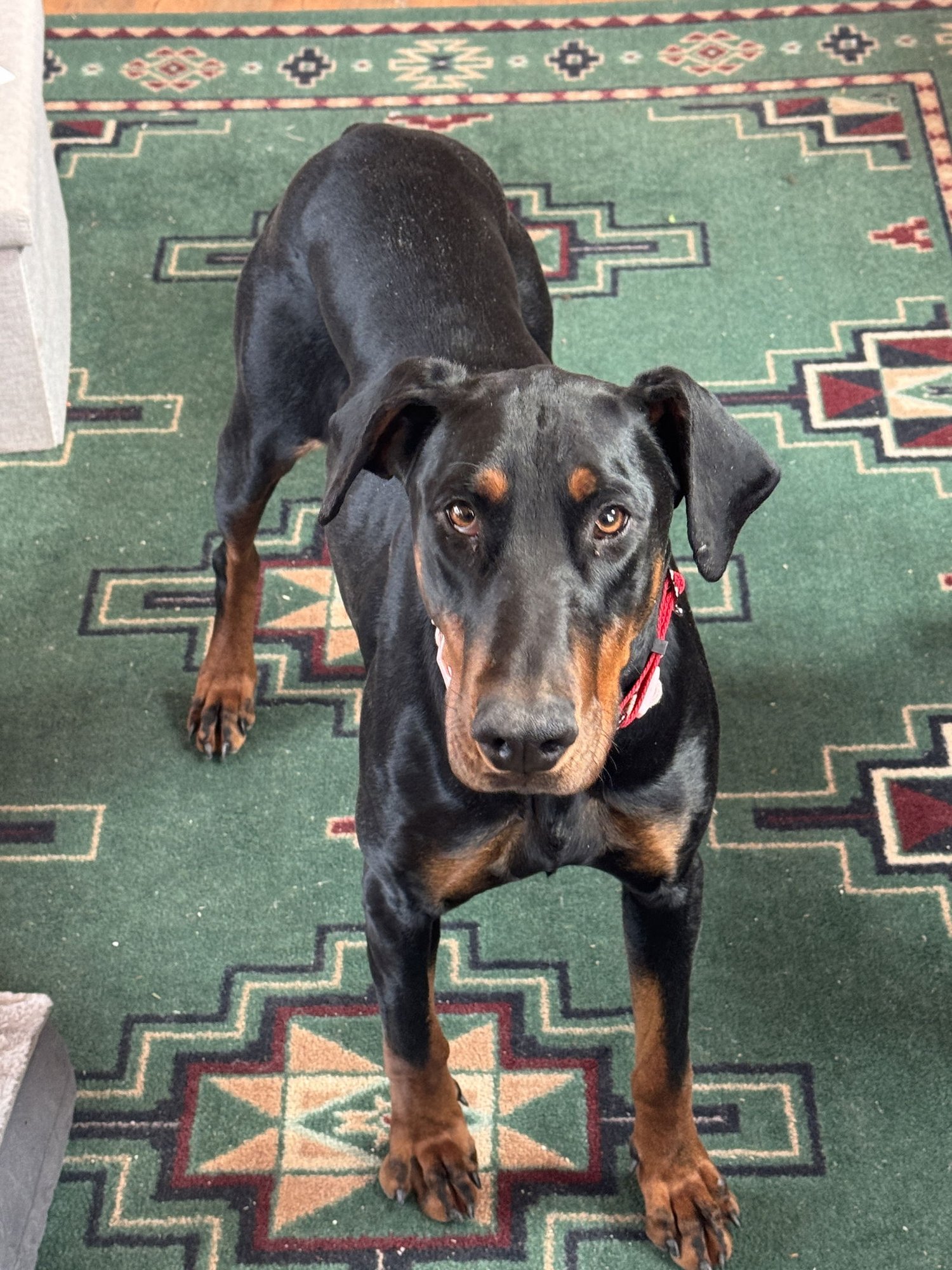 SHAWNA - Doberman Pinscher available for adoption