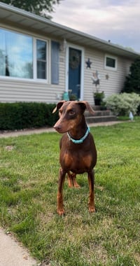 Reina - Forever Foster - Photo 1