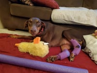 Reina - Forever Foster - Photo 2