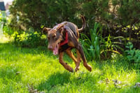 Reina - Forever Foster - Photo 5
