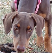 Reina - Forever Foster - Photo 7