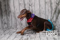 Reina - Forever Foster - Photo 4