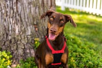 Reina - Forever Foster - Photo 3