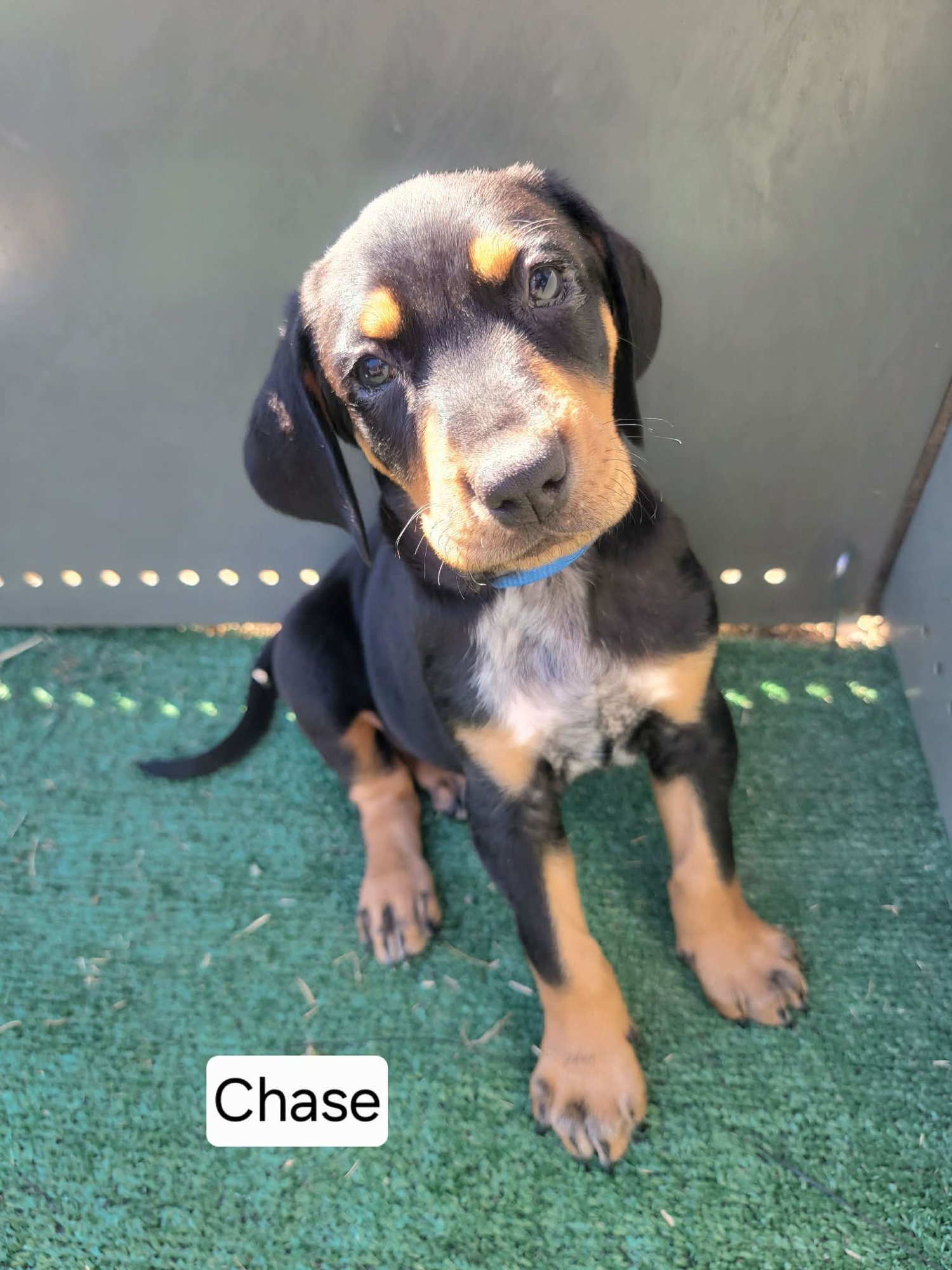 CHASE - Doberman Pinscher / Bluetick Coonhound available for adoption