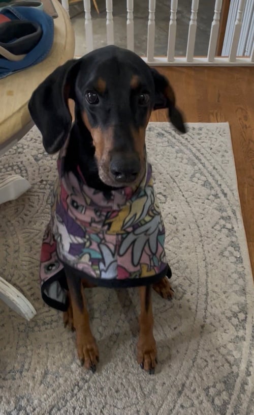 VIOLET - Doberman Pinscher available for adoption