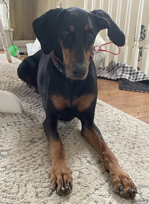 VIOLET - Doberman Pinscher available for adoption
