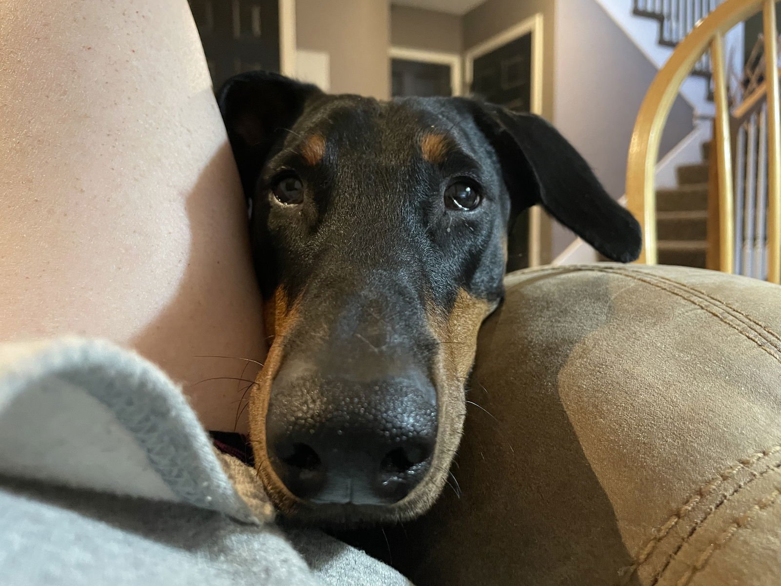 ERIKA - Doberman Pinscher available for adoption