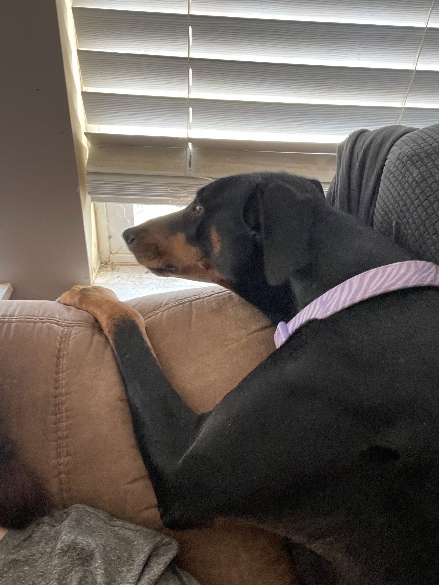 ERIKA - Doberman Pinscher available for adoption