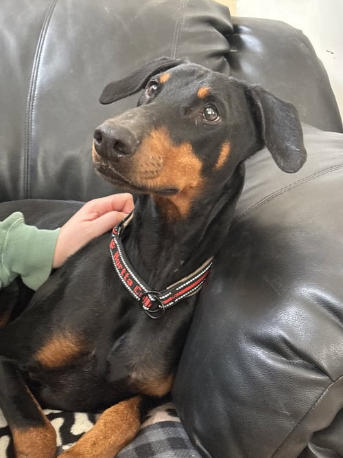 ERIKA - Doberman Pinscher for adoption in Minneapolis