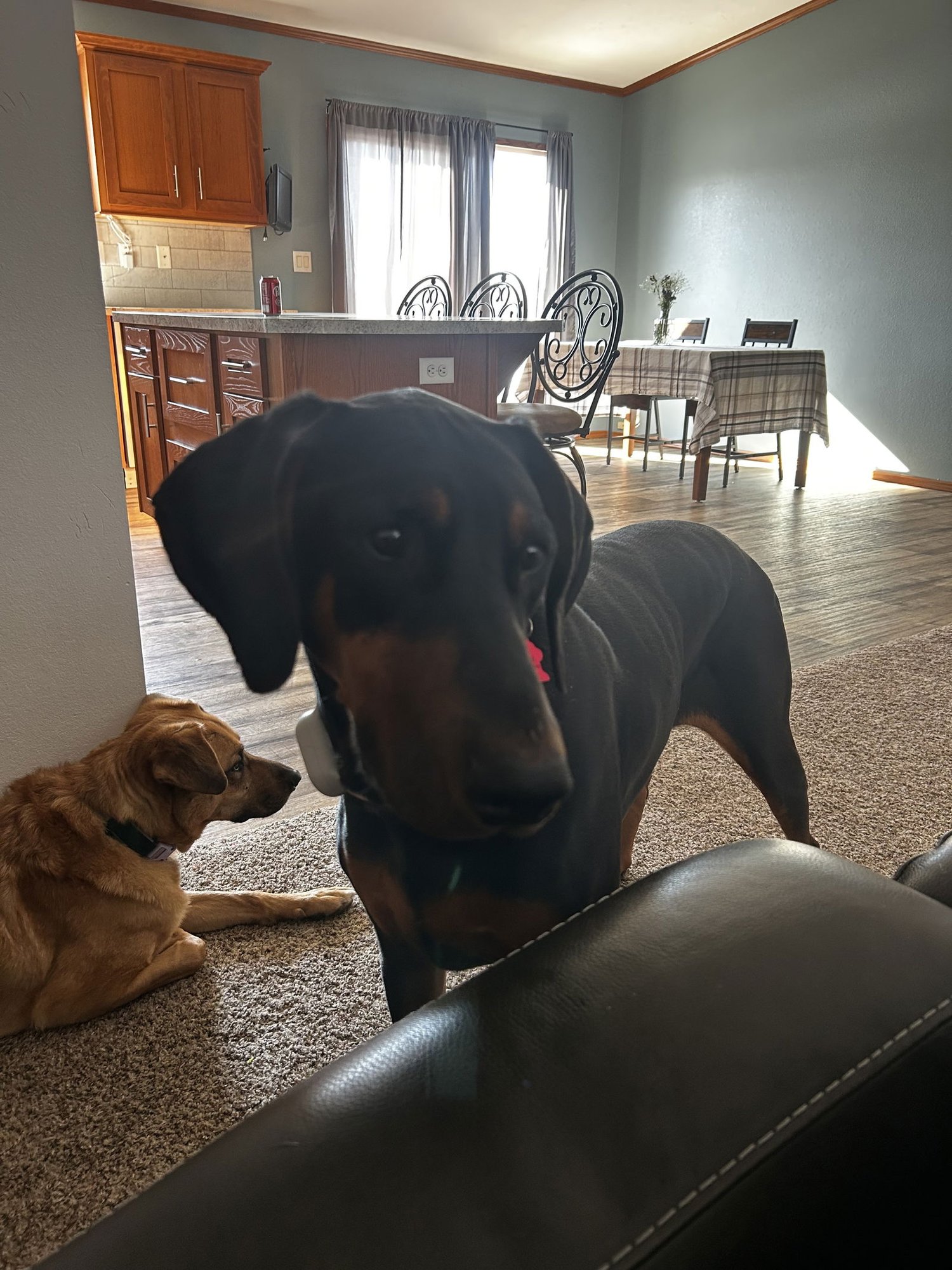 BLUE - Doberman Pinscher available for adoption