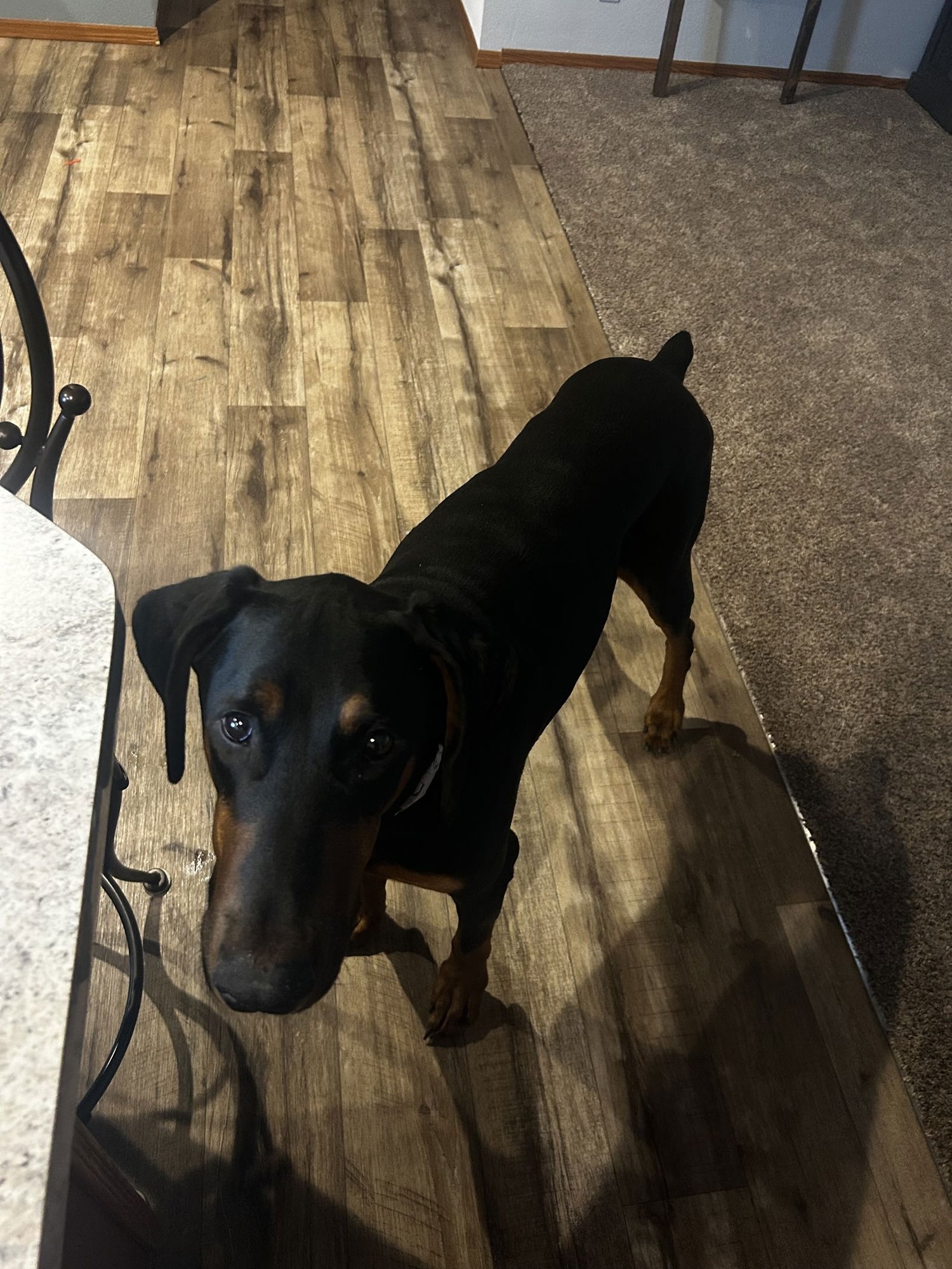 BLUE - Doberman Pinscher available for adoption