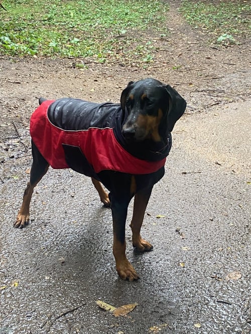 BLUE - Doberman Pinscher available for adoption