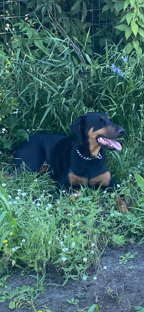 BLUE - Doberman Pinscher for adoption in Minneapolis