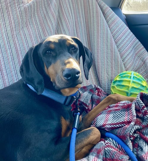 BLUE - Doberman Pinscher for adoption in Minneapolis