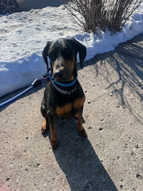 BLUE - Doberman Pinscher available for adoption