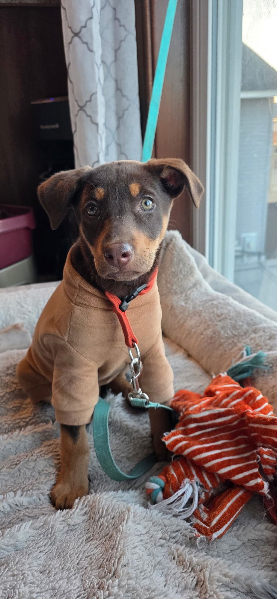 MARA - Doberman Pinscher available for adoption