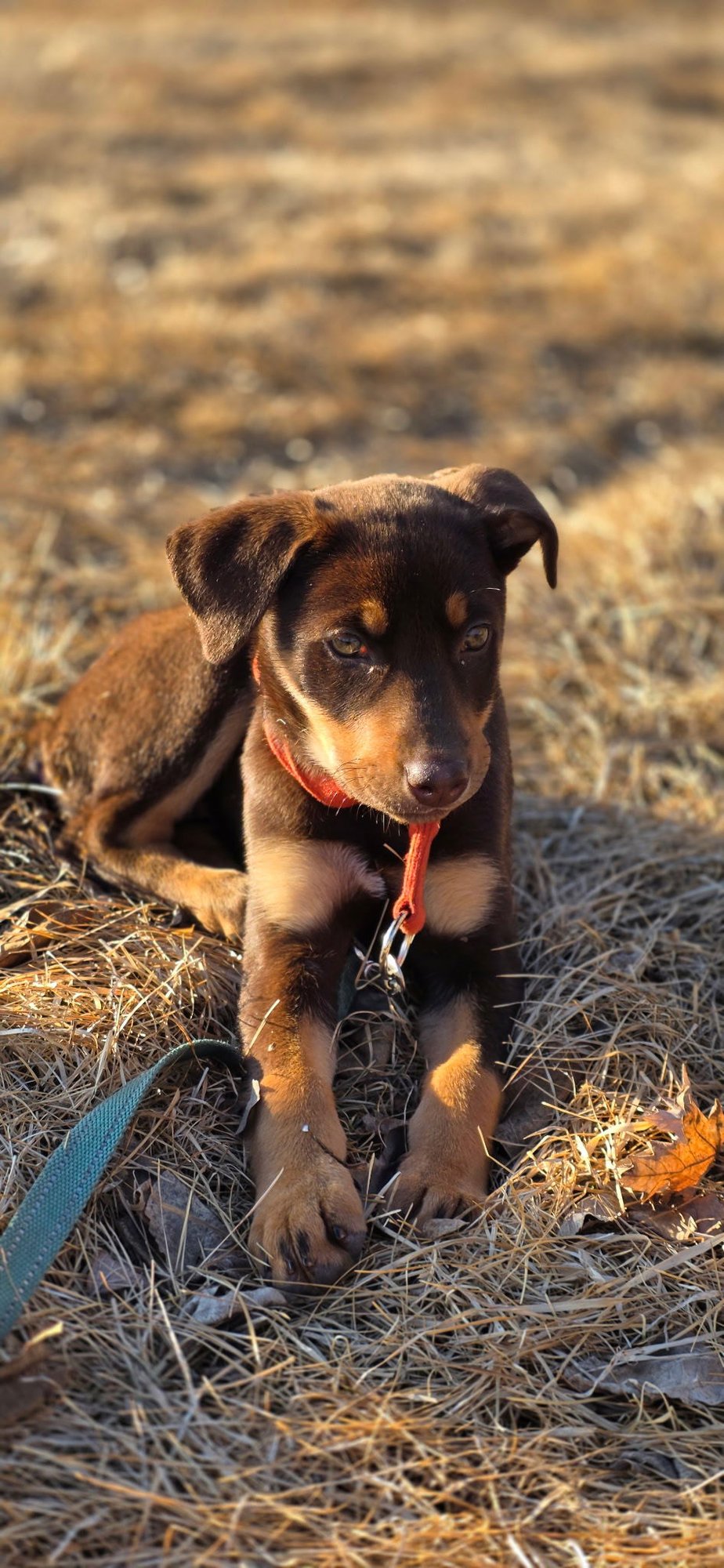 MARA - Doberman Pinscher available for adoption
