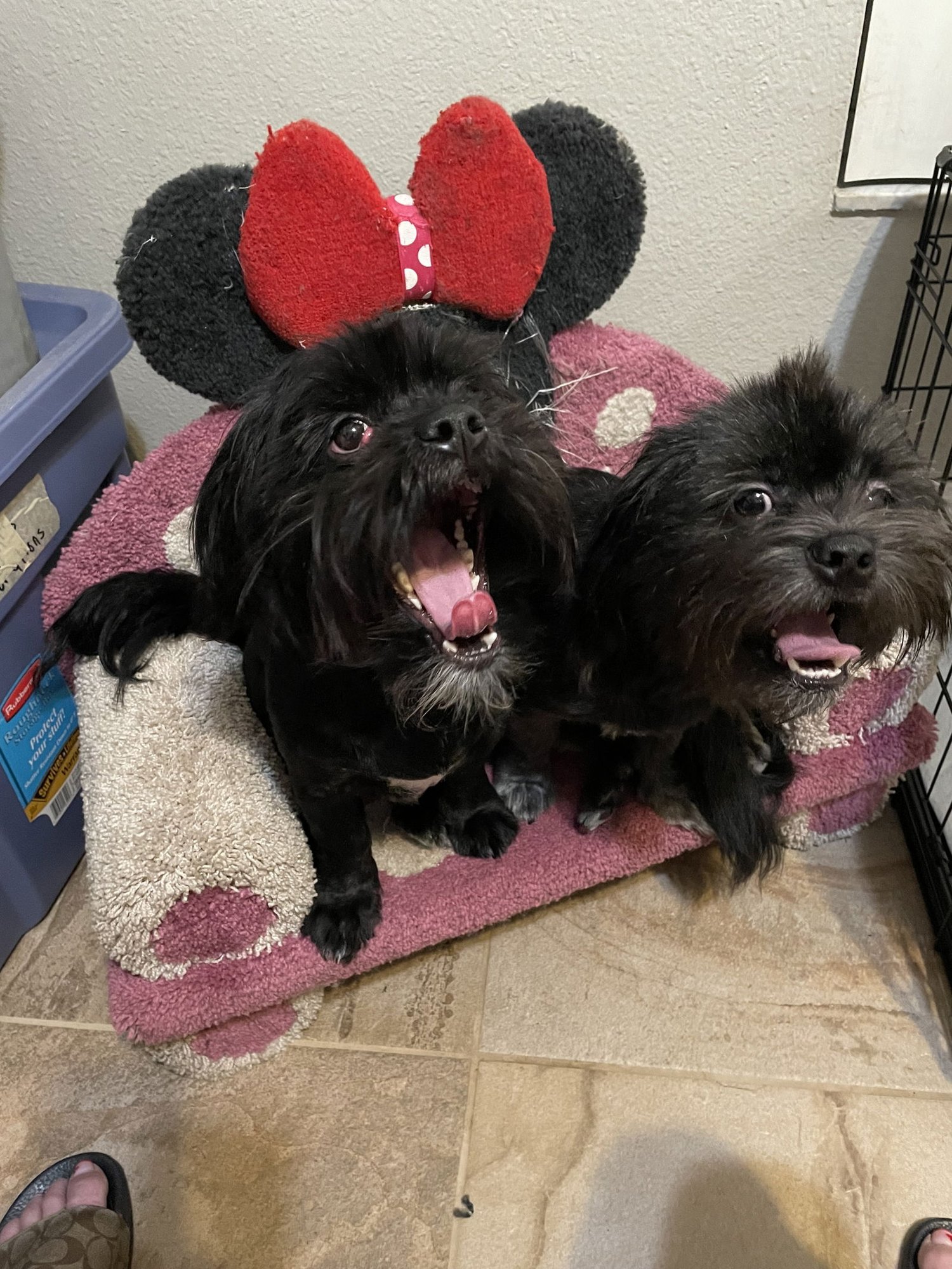 TEDDY & BEAR 2 - Shih Tzu for adoption in Lakeland
