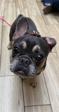 Petunia (FKA Tinker) - Photo 1