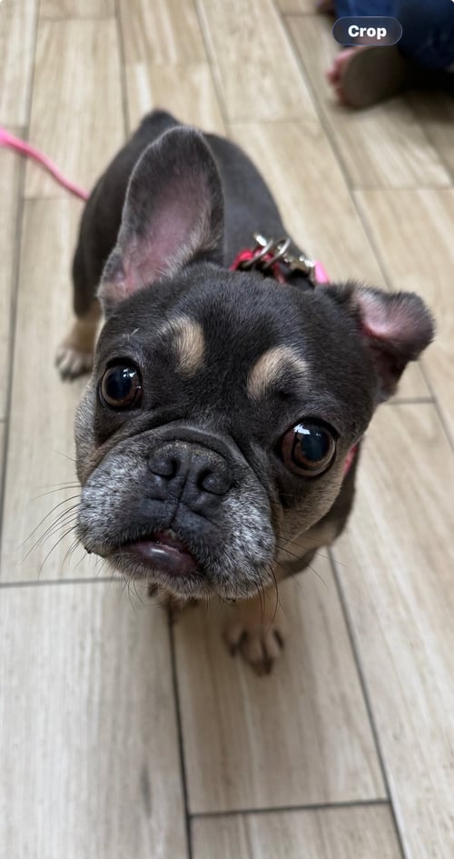 PETUNIA (FKA TINKER) - French Bulldog available for adoption