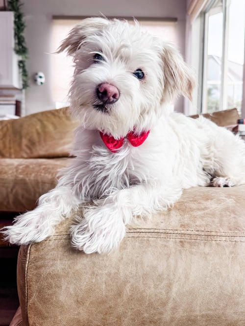 DWIGHT WEST - Maltese / West Highland White Terrier Westie available for adoption