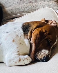 Hazel Basset - Photo 1