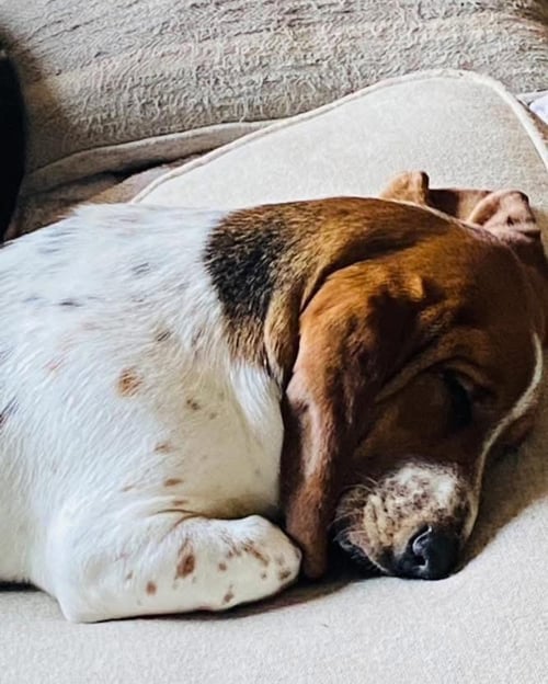 HAZEL BASSET - Basset Hound for adoption in Lakeland