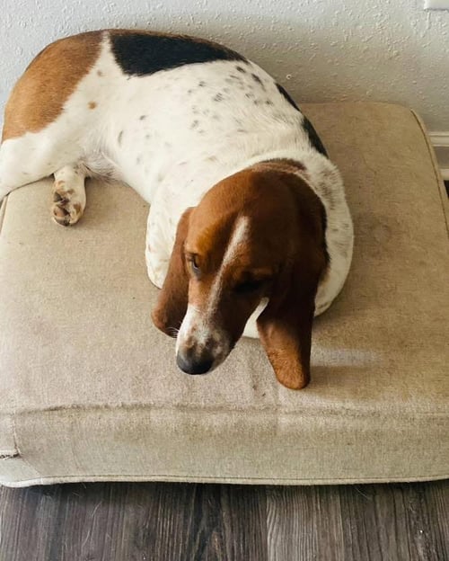 HAZEL BASSET - Basset Hound available for adoption