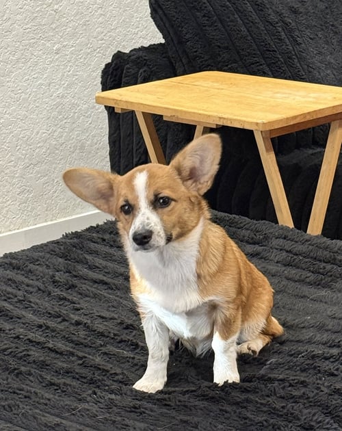 WILLOW CORGI