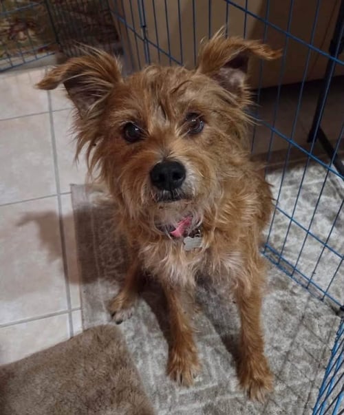 ROCKY T - Cairn Terrier / Norwich Terrier available for adoption