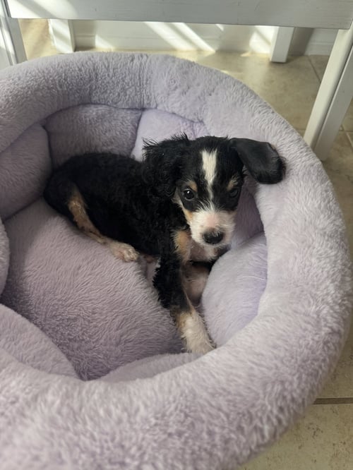 SAGA - Bernese Mountain Dog / Poodle (Miniature) available for adoption