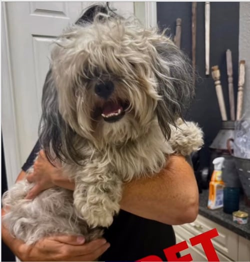 MUPPET - Lhasa Apso / Shih Tzu available for adoption