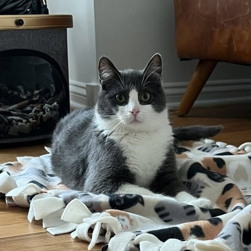 LIVINGSTON - Domestic Short Hair for adoption in Chicago