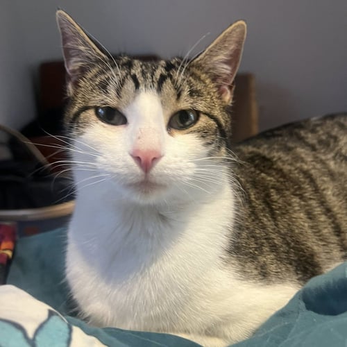 GAMBILL - Domestic Short Hair for adoption in Chicago