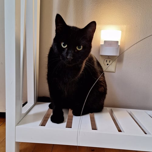 ELVIS - Domestic Short Hair available for adoption