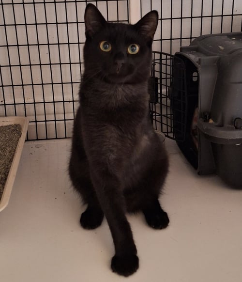 ELVIS - Domestic Short Hair for adoption in Chicago