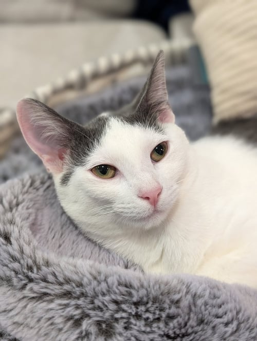 MAISIE MOON - Domestic Short Hair for adoption in Chicago