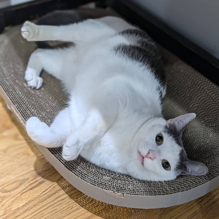Maisie Moon Image