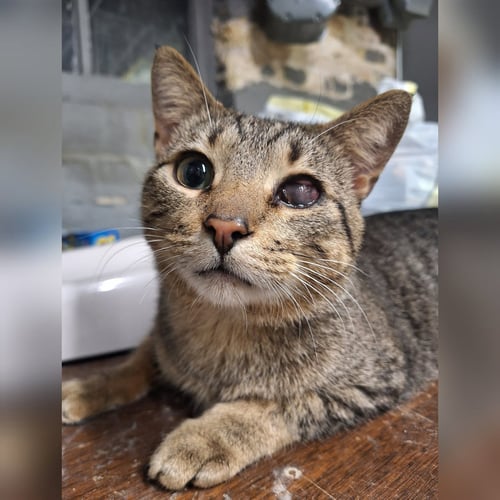 ROWAN - Domestic Short Hair for adoption in Chicago