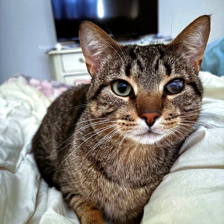 Rowan Image