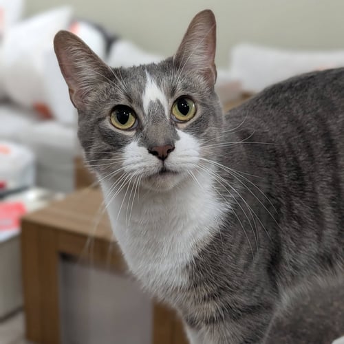 NEBBLETON - Domestic Short Hair for adoption in Chicago