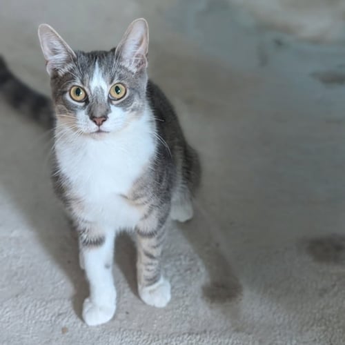 NEBBLETON - Domestic Short Hair for adoption in Chicago