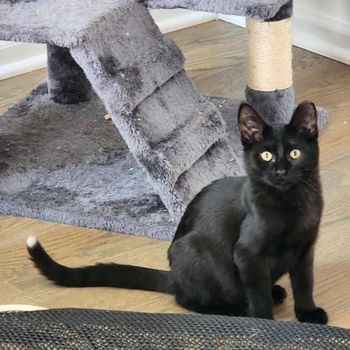 RAFFOLINO - Domestic Short Hair for adoption in Chicago
